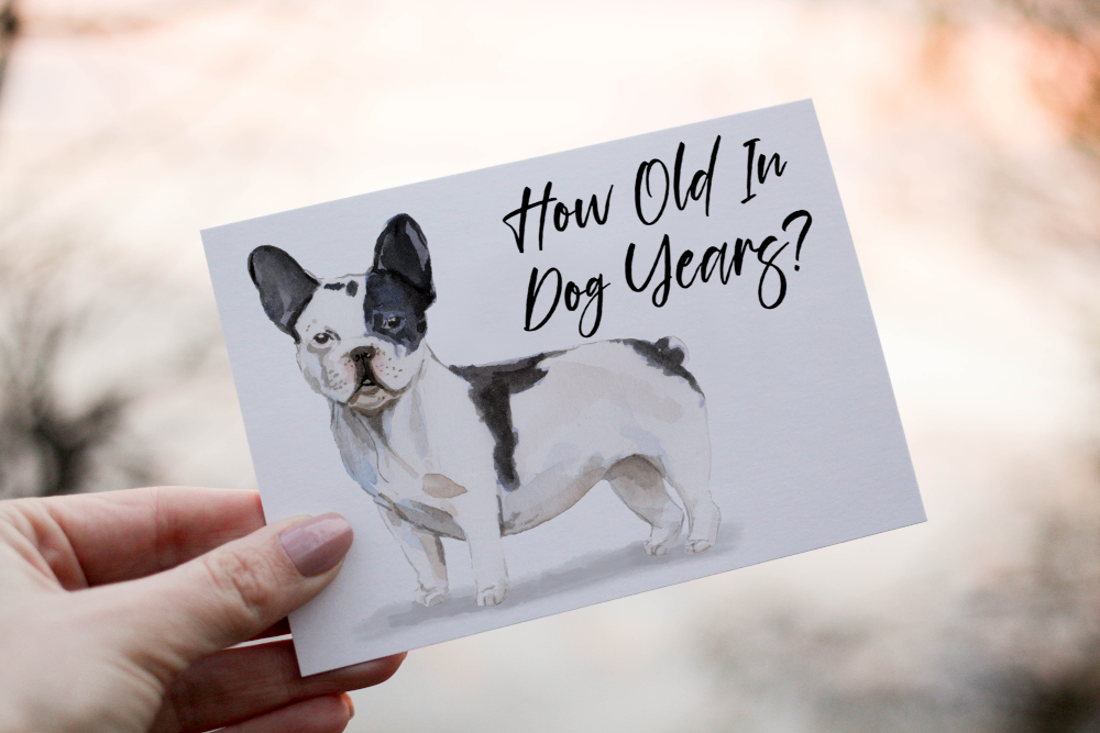 French Bulldog Birthday Card, Dog Birthday Card - Click Image to Close